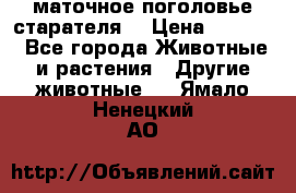 маточное поголовье старателя  › Цена ­ 2 300 - Все города Животные и растения » Другие животные   . Ямало-Ненецкий АО